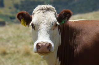 The Australian <strong>Beef Sustainability</strong> Framework (ABSF) <strong>Sustainability</strong> Showcase