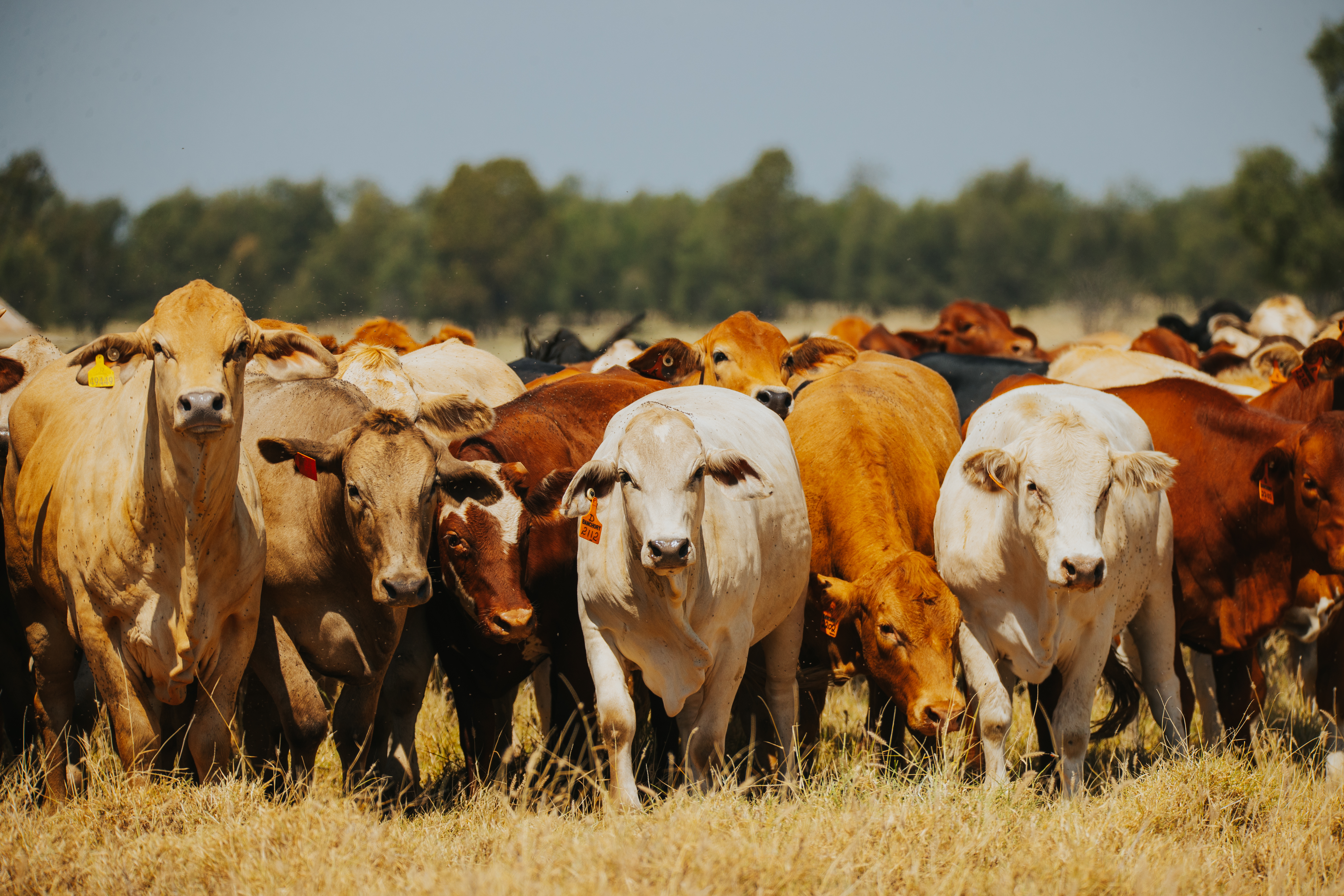 The changing global perceptions of sustainability