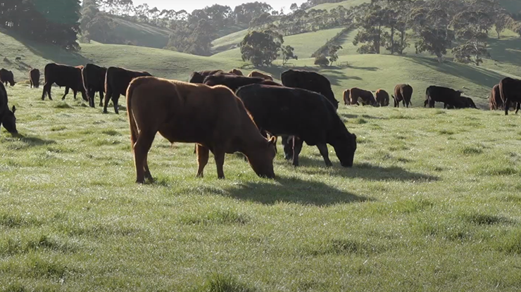 Industry stakeholders discuss key markers of beef sustainability at Canberra forum