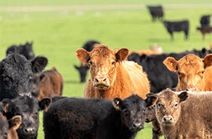 International standards strengthen the ABSF