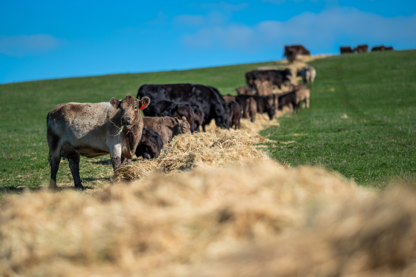 Australian Beef’s annual sustainability update to be released at Beef Australia 2021