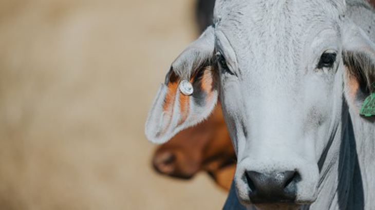 The Framework Explained - The importance of biosecurity