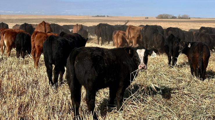 Canadian perspectives on beef industry sustainability