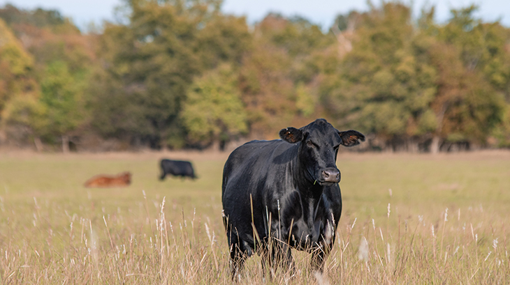 Sustainability taking off in the Australian beef industry