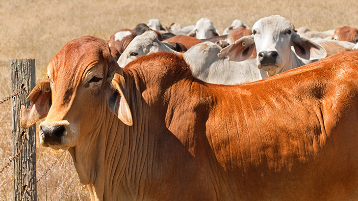 ABSF seeks producer input on <strong>beef sustainability</strong>