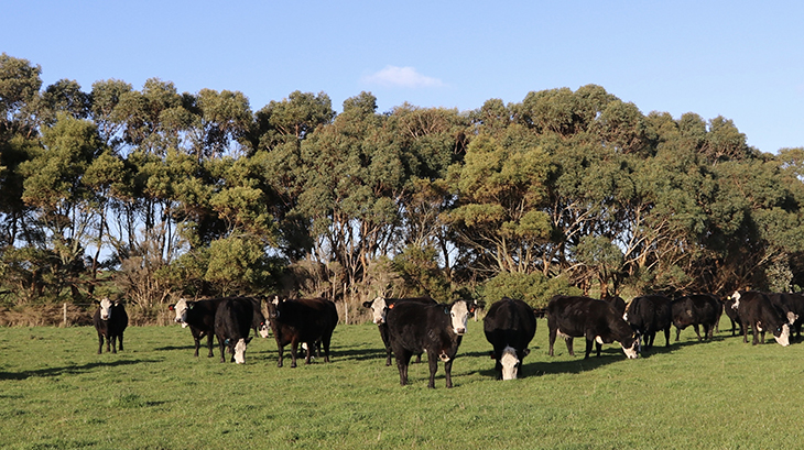 Australian Beef Sustainability Framework opens for Comment