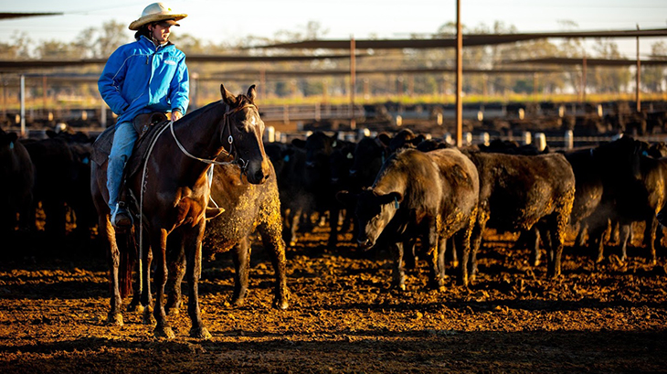 Call for applications for passionate people to drive sustainable beef future