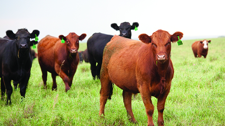 Refreshing the Australian <strong>Beef Sustainability</strong> Framework