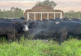 Macka’s Pastoral: Expanding the sustainability vision