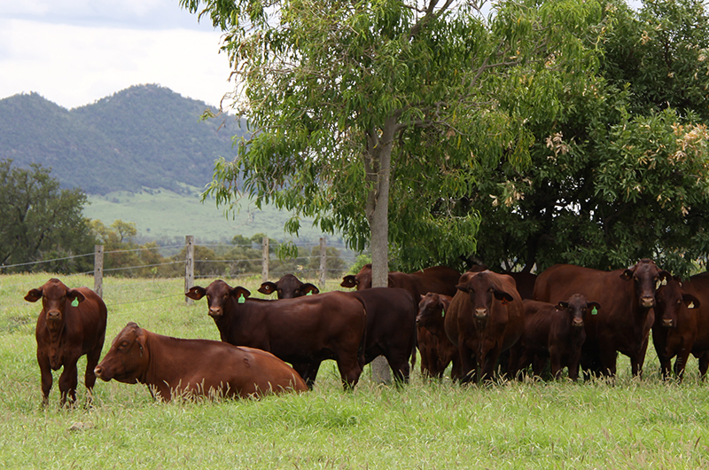 Aussie <strong>beef</strong>: halving emissions and leading <strong>sustainable</strong> production