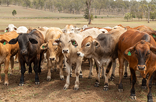 Global Roundtable for <strong>Sustainable Beef</strong> gathers in the US