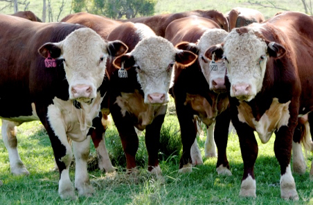 Steakholder spotlight: Animal Health Australia