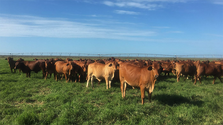 Australian Beef Sustainability Framework welcomes EU recognition of land management practices