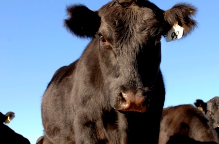 Change in governance: What does it mean for the ABSF?