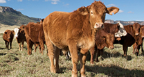 Assessment reveals key topics for Australian beef